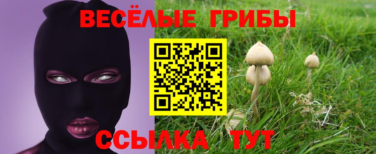 Галлюциногенные грибы Psilocybe  Краснознаменск 