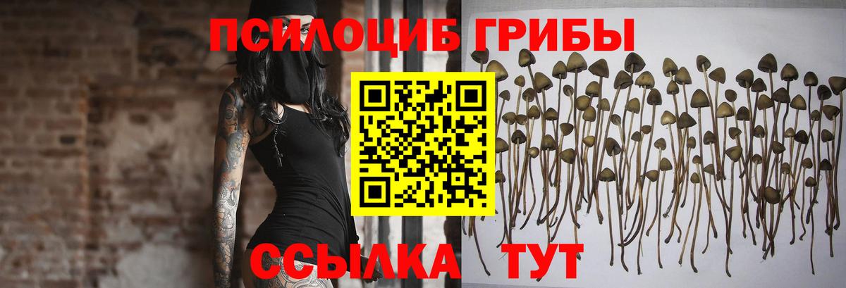 магазин продажи наркотиков  Вход с VPN  Краснознаменск  Псилоцибиновые грибы мицелий 